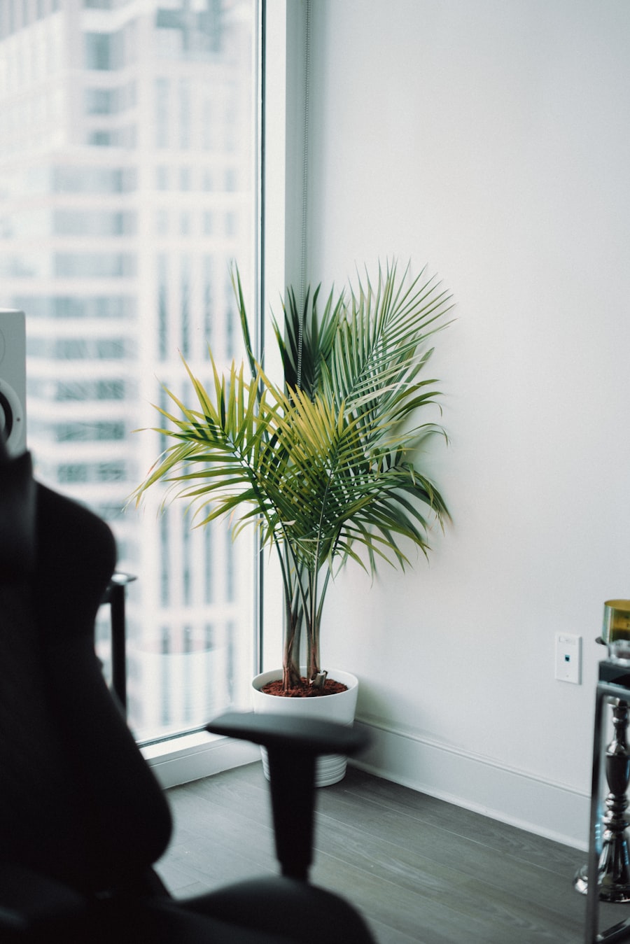 Detalle de plantas en el consultorio
